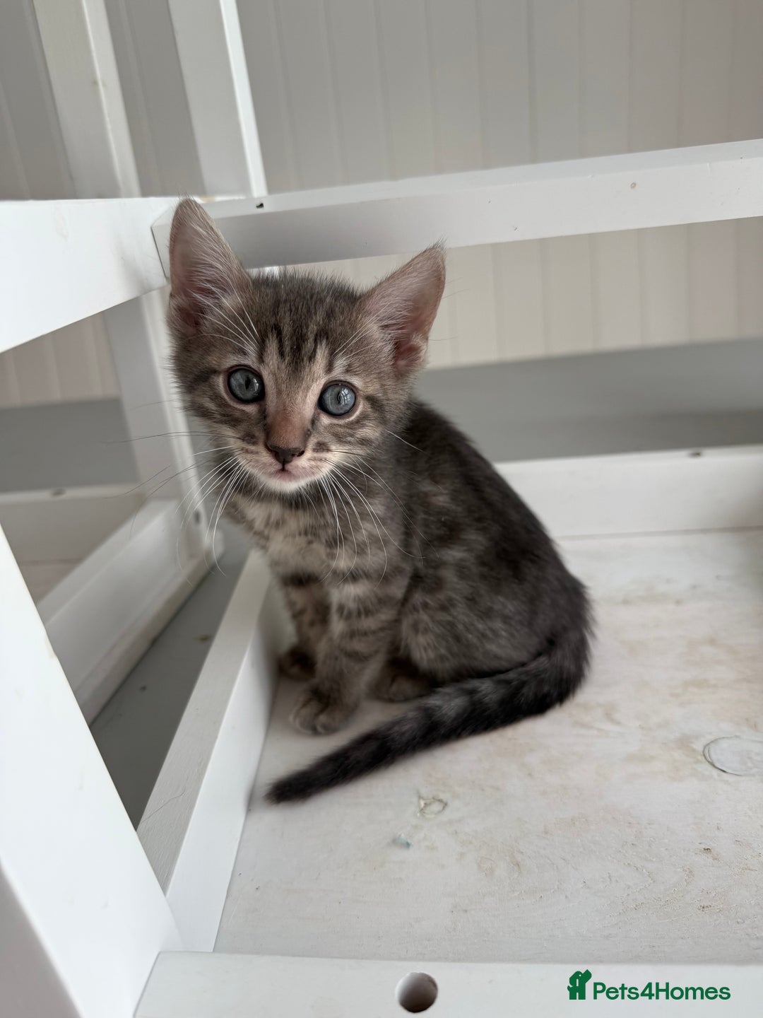 Bengal cats for sale: Beautiful boy remaining ready to go  - Image 14