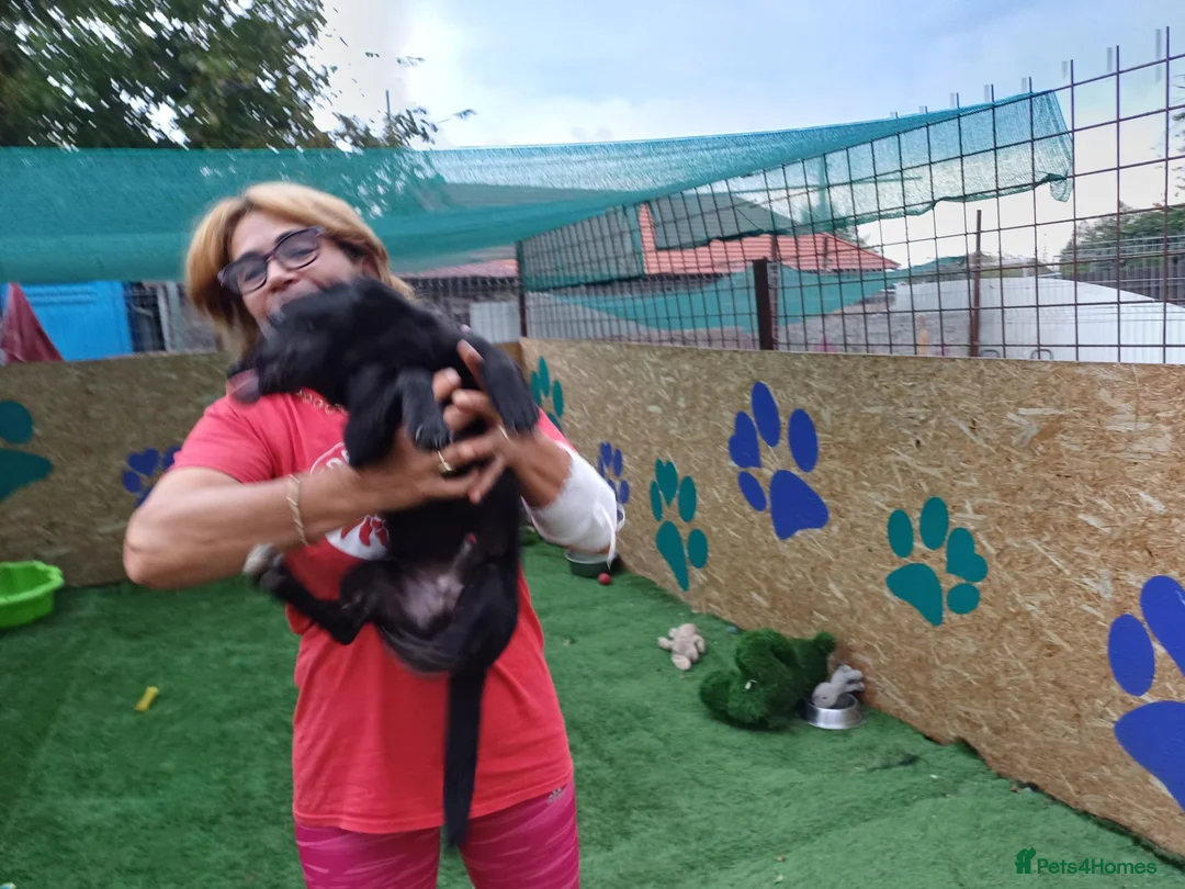 Mixed Breed dogs for adoption: 🐾🖤EBONY – A BEAUTIFUL BOY FOR A LOVING HOME🖤🐾 - Advert 2