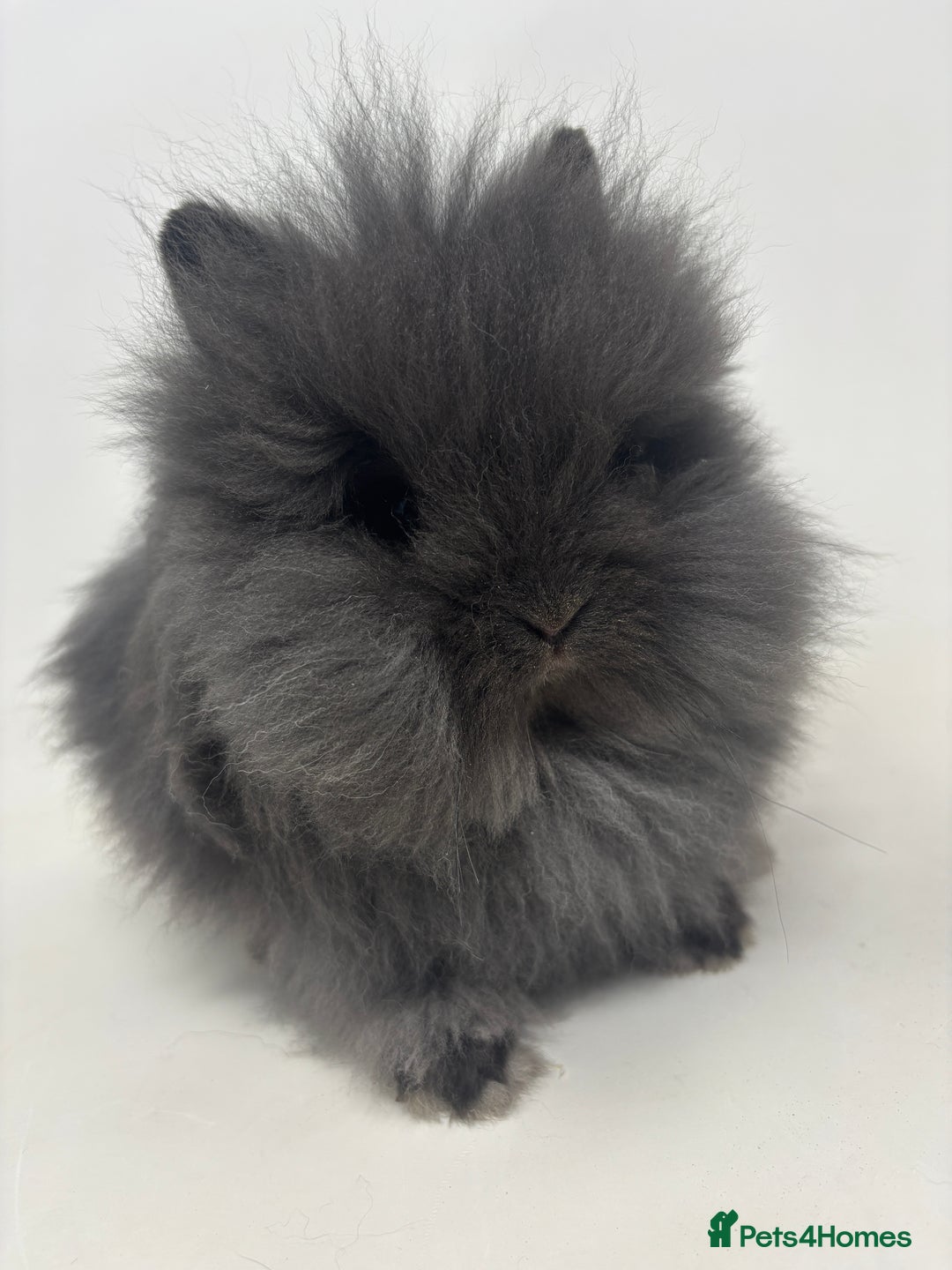 Lionhead rabbits for sale: BEAUTIFUL BABY LIONHEAD BUNNIES - Advert 8