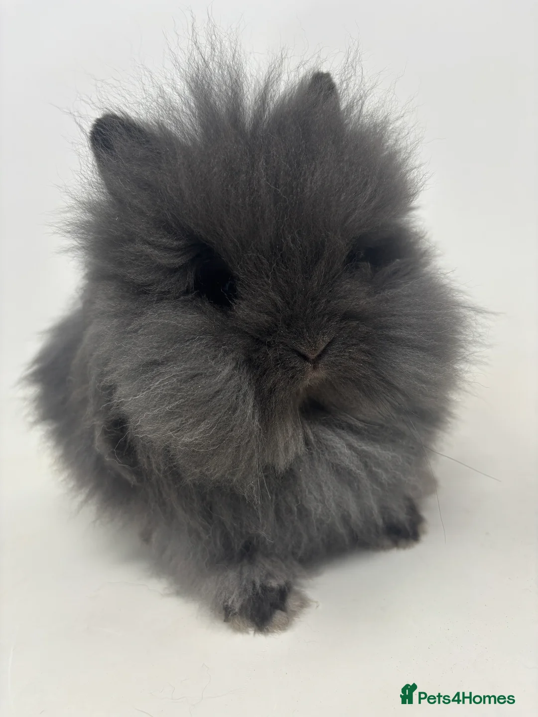 Lionhead rabbits for sale: BEAUTIFUL BABY LIONHEAD BUNNIES - Advert 8