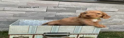 Cocker Spaniel dogs for sale: Hereditary clear working cocker spaniels in Ingatestone - Advert 13
