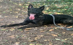 Belgian Shepherd Dog dogs for sale: Dutch Herder - Image 6