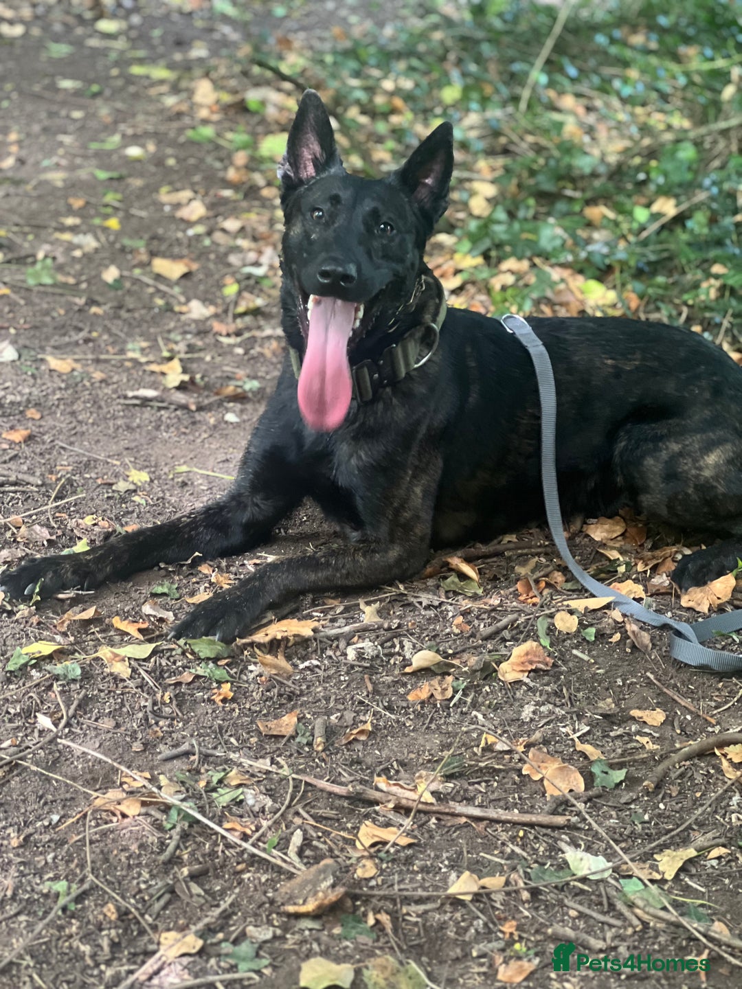 Belgian Shepherd Dog dogs for sale: Dutch Herder - Image 6