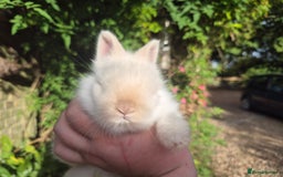 Angora rabbits for sale: Teddydwerg babies 💓💙 - Image 8