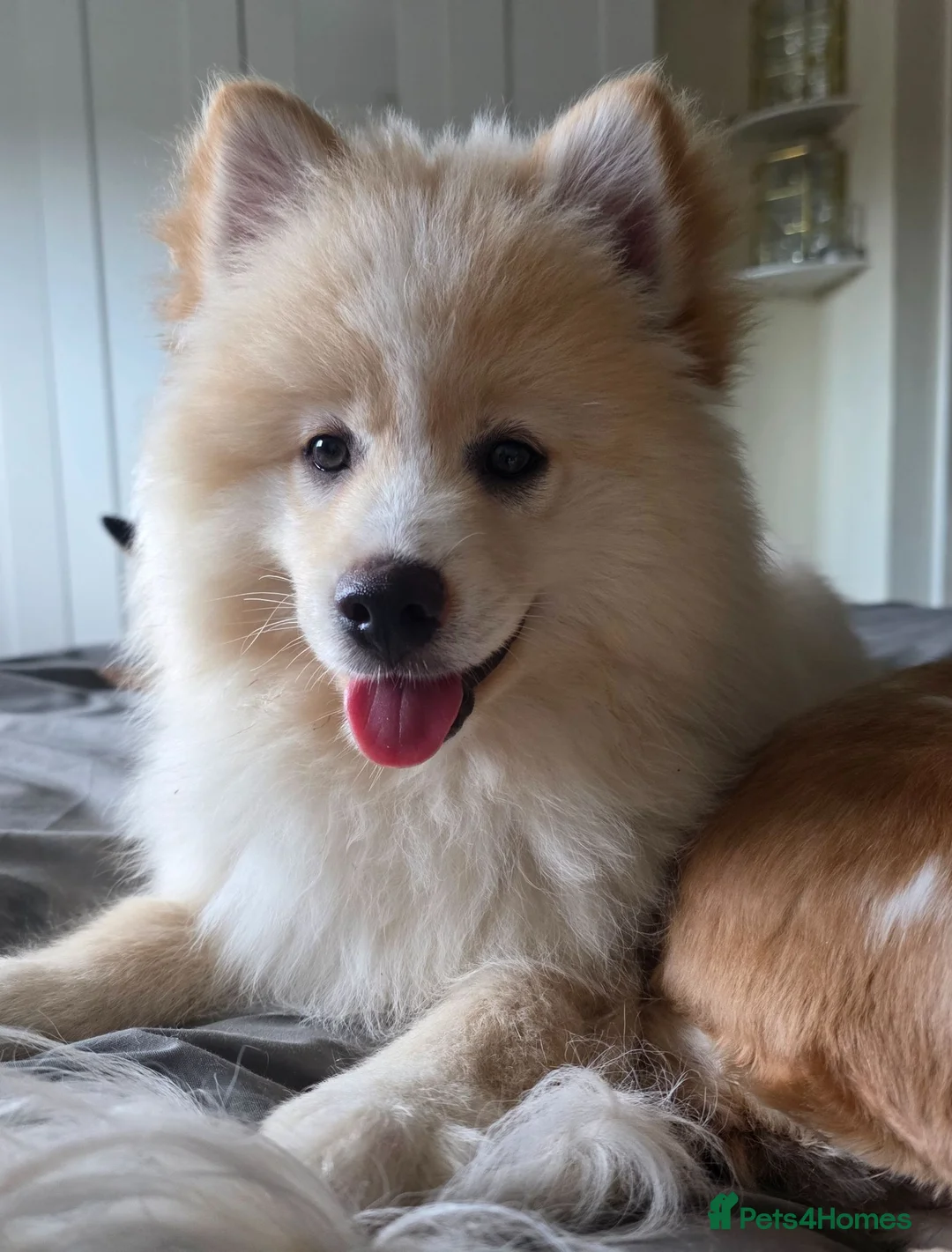 Pomsky dogs for sale: Gorgeous Pomsky READY NOW - Advert 2