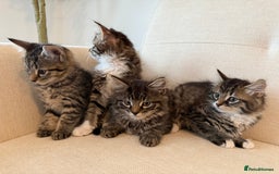 Maine Coon cats for sale: Tabby Kittens  - Image 1