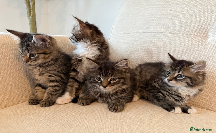 Maine Coon cats - Advert 13
