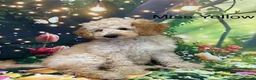 Labradoodle dogs for sale:  Standard Labradoodles multi generational  - Advert 26