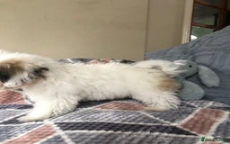 Mixed Breed dogs for sale: shihtzu x maltese  - Image 8