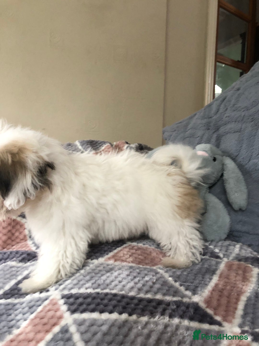 Mixed Breed dogs for sale: shihtzu x maltese  - Image 8