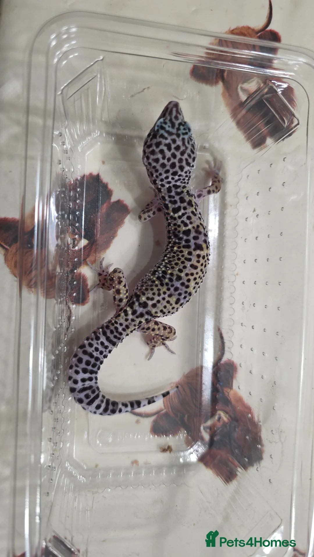 Leopard Gecko reptiles for sale: Leopard gecko for sale - Advert 5
