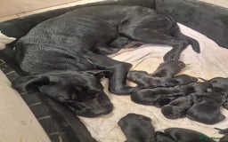 Mixed Breed dogs for sale: Cane corso cross German shepherd  - Advert 4