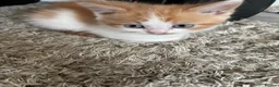 Mixed Breed cats for sale: Beautiful baby kittens  - Advert 3