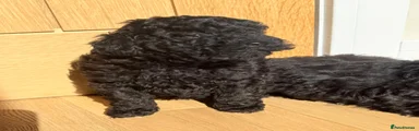 Toy Poodle 4
