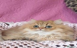 Persian cats for sale: 💖Beautiful Pedigree Chinchilla Persian Kittens. - Advert 12