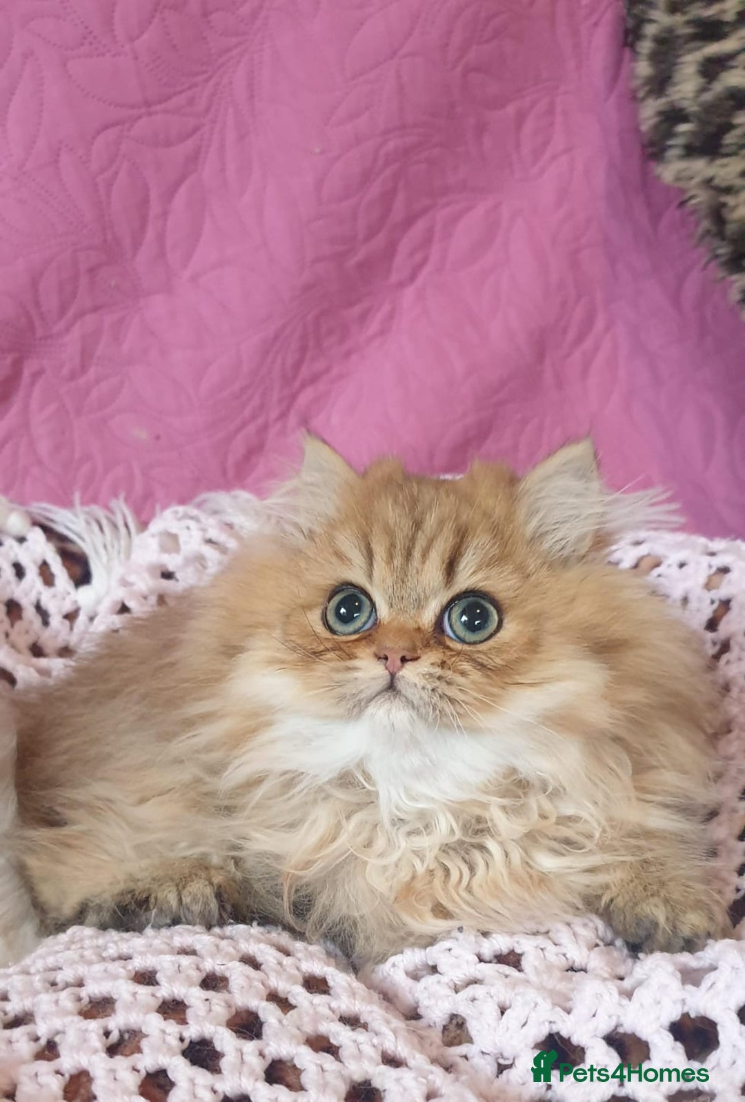 Persian cats for sale: 💖Beautiful Pedigree Chinchilla Persian Kittens. - Advert 12