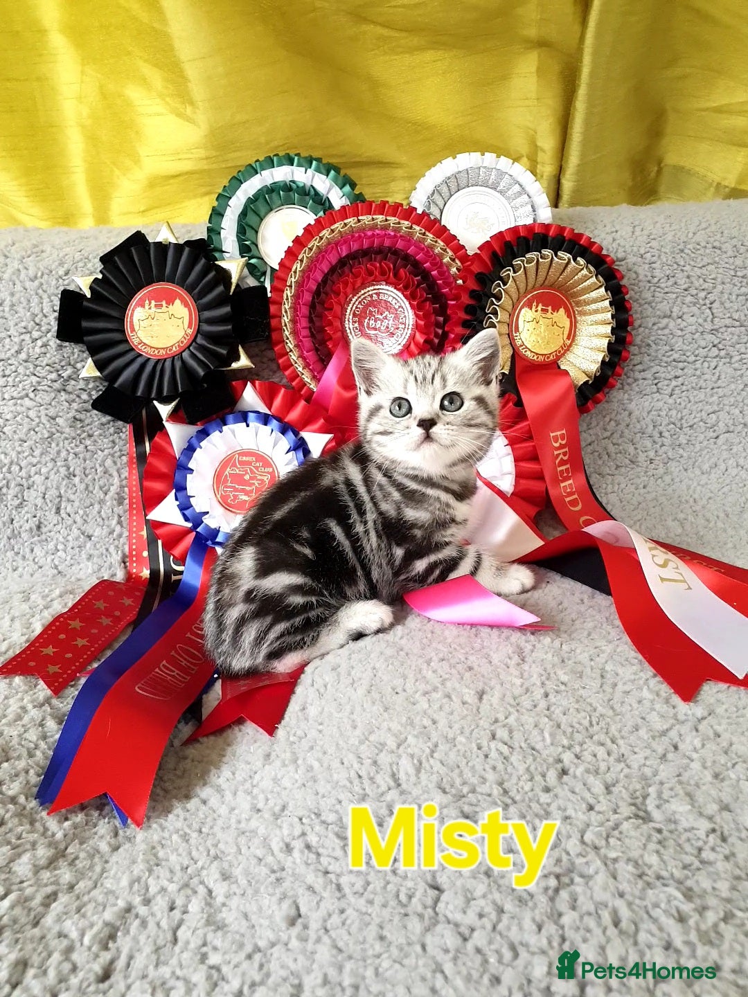 British Shorthair cats Imperial quality Silver Tabby kittens  - Advert 1