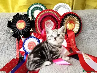 British Shorthair cats Imperial quality Silver Tabby kittens - Advert 1