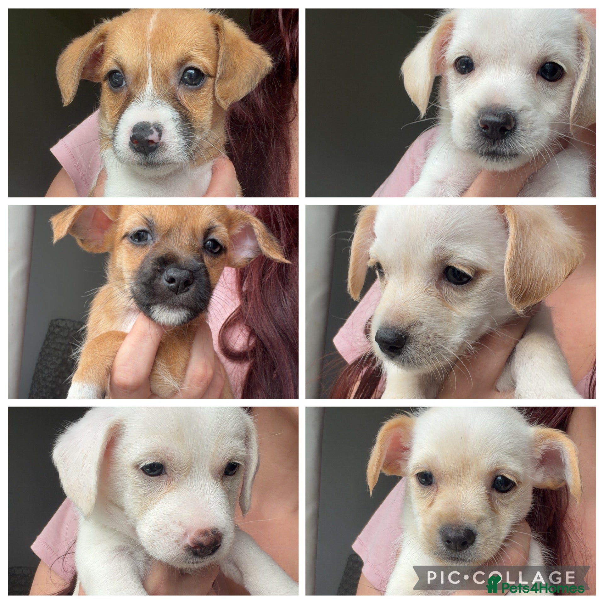 Mixed Breed dogs Teddy bear dog x Jack Russel  - Advert 13