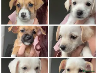 Mixed Breed dogs Teddy bear dog x Jack Russell - Advert 11