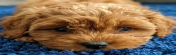 Cavapoo dogs for sale: Cavapoo Puppies looking for their forever homes - Advert 14