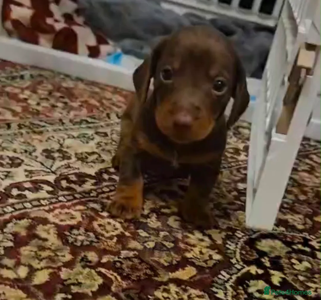 Dachshund dogs for sale: Female dachshund  - Advert 1