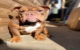 English Bulldog dogs for sale: English bulldog chocolate tri boy with Merle genes - Image 3