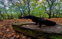 Labrador Retriever dogs for sale: Labrador for sale - Image 2