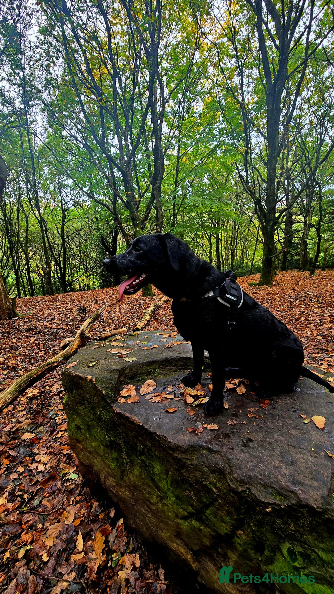 Labrador Retriever dogs for sale: Labrador for sale - Image 2