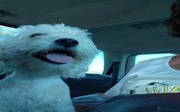 Bichon Frise dogs for adoption: ROMINA - a Beautiful Bichon Girl for a Loving Home - Image 11