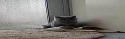 British Shorthair cats for sale: Gorgeous British Shorthair Blue Kittens in Shepperton - Advert 7