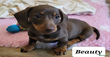 Miniature Dachshund dogs - Advert 3