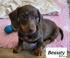 Miniature Dachshund dogs - Advert 4