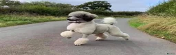 Mixed Breed dogs for sale: Rare Parti Colour CockalierPoos 5* breeder of 25yr - Advert 17