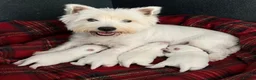 West Highland Terrier dogs for sale: Adorable west highland terrier puppies  - Advert 7