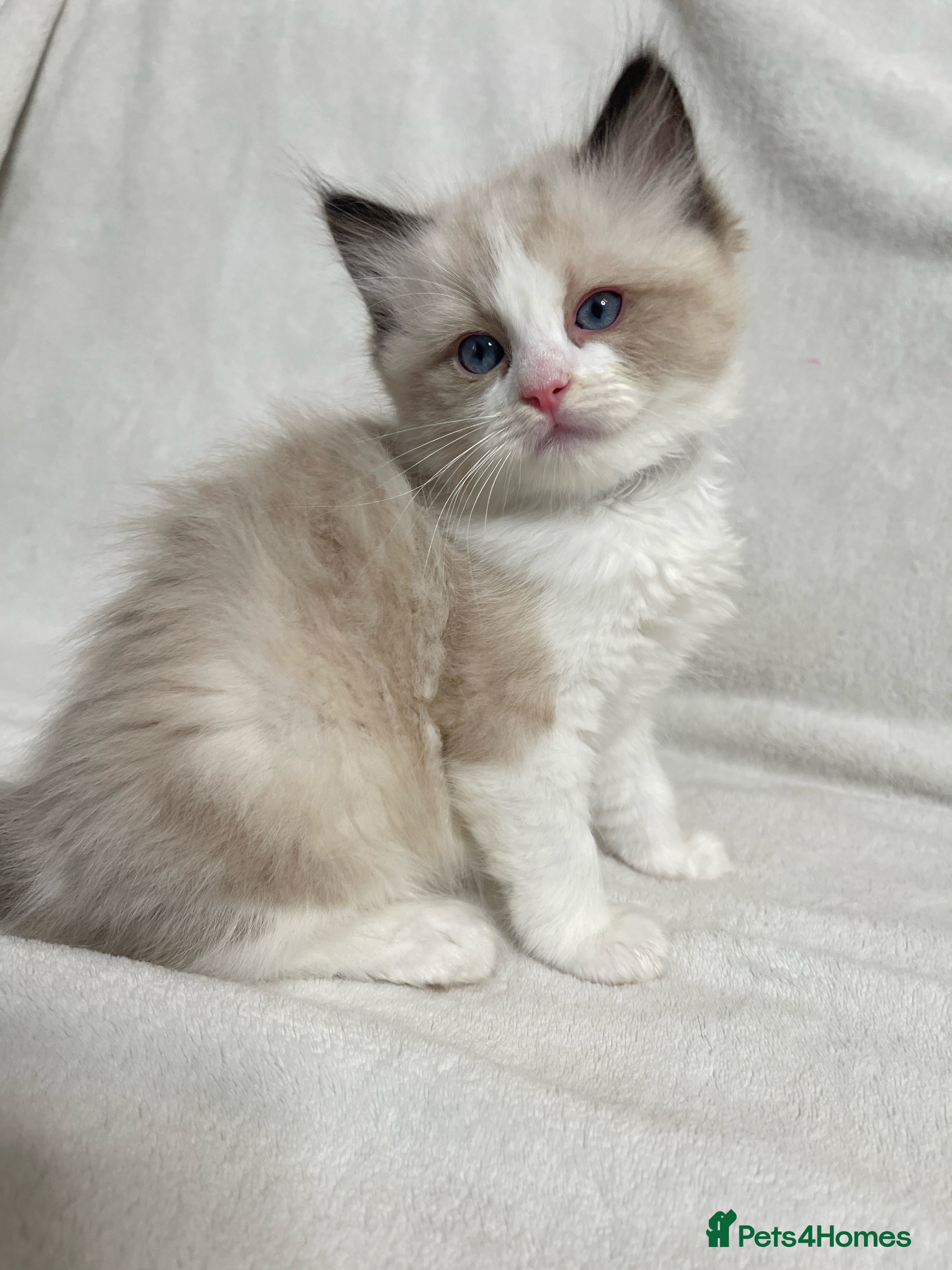 Ragdoll cats Beautiful Ragdoll kittens TICA - Advert 16