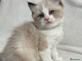 Ragdoll cats Beautiful Ragdoll kittens TICA - Advert 16