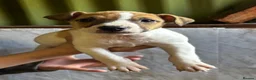 Jack Russell dogs for sale: Jack Russell puppy’s  - Advert 2