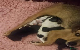 Jack Russell dogs for sale: Jack Russel puppies for sale  - Image 7