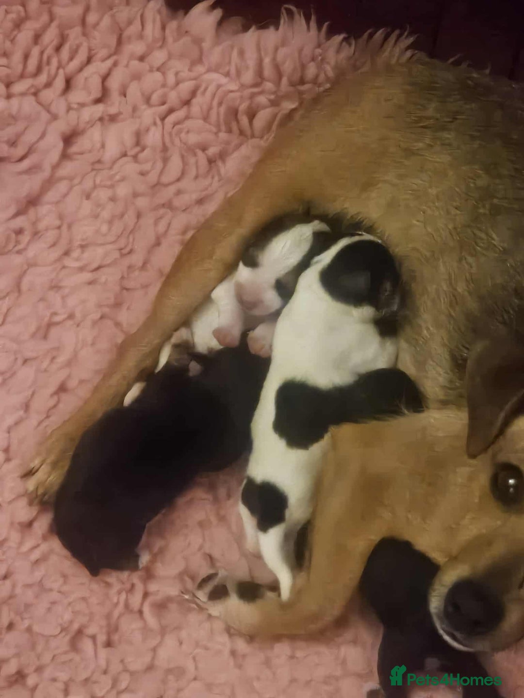 Jack Russell dogs for sale: Jack Russel puppies for sale  - Image 7