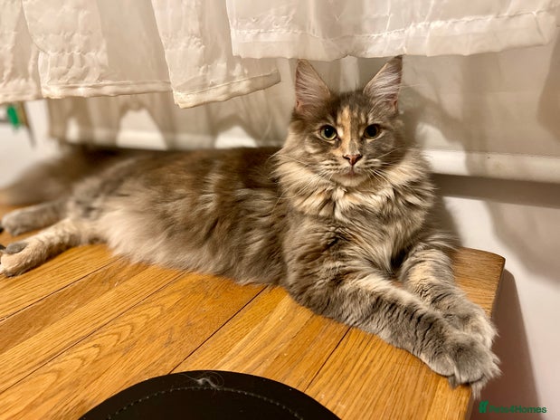 Maine Coon cats - Advert 9