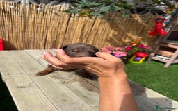 Dobermann dogs for sale: Doberman brown & tan - Image 34