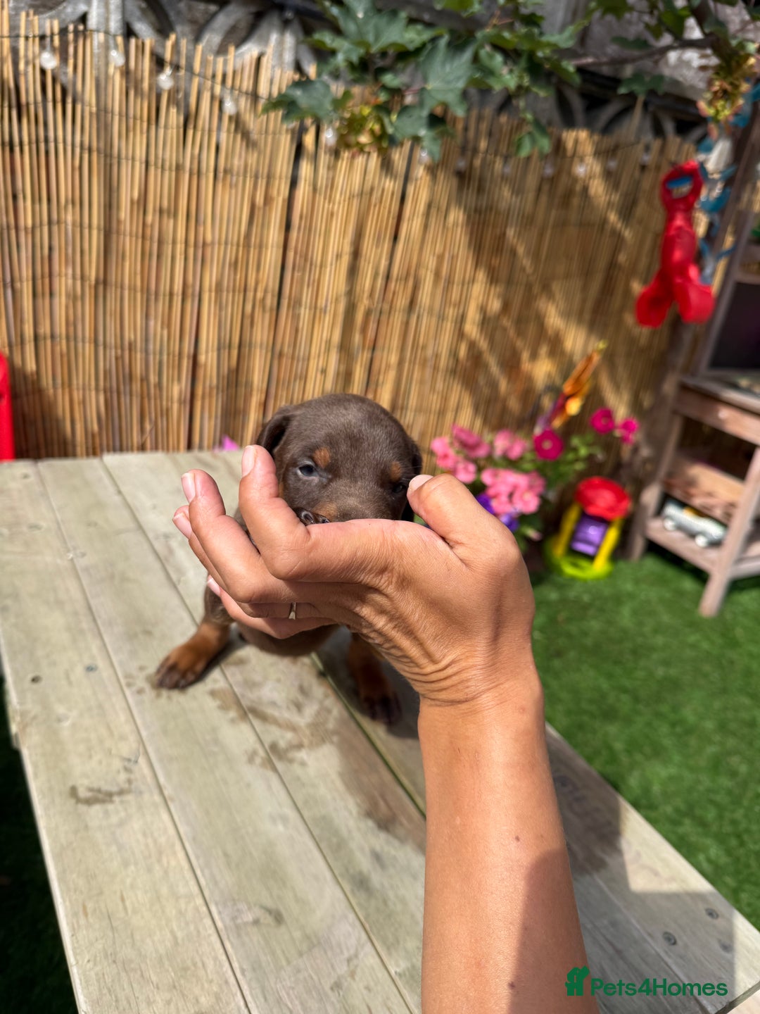 Dobermann dogs for sale: Doberman brown & tan - Image 34