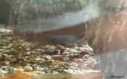Snails fish for sale: Assassin snails  - Image 3