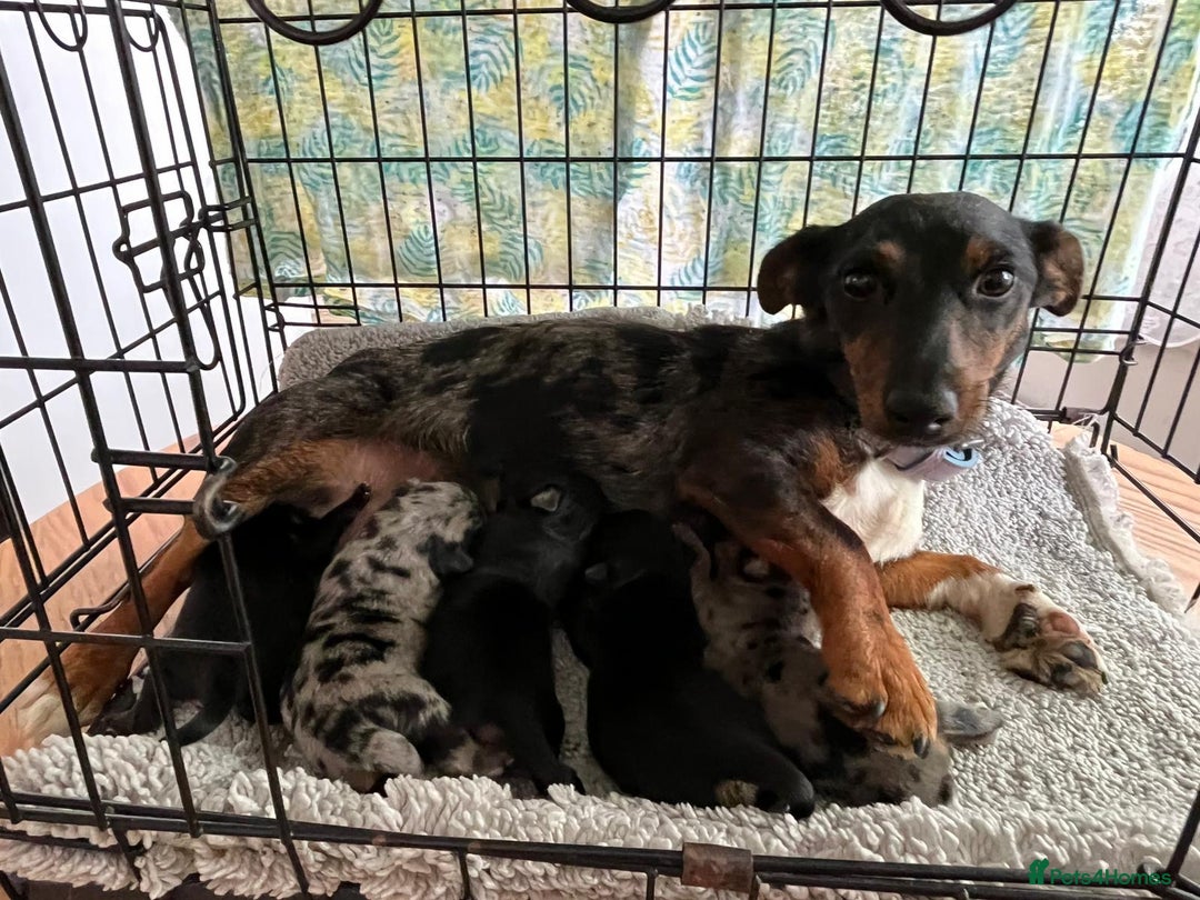 Jack Russell dogs for sale: Jack Russell  - Image 6