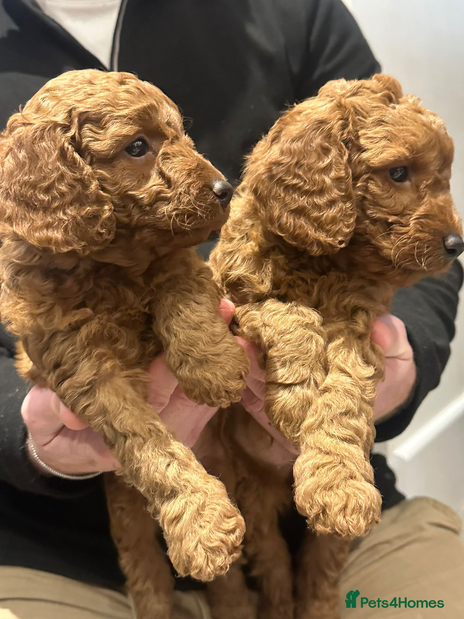 Cockapoo dogs ⭐Cockapoo beauties born to steal hearts⭐ - Advert 1