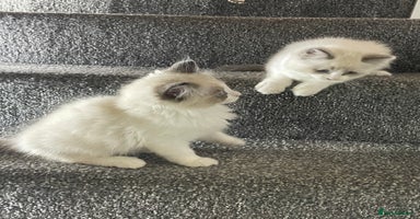 Ragdoll cats - Advert 15