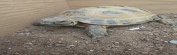 Tortoise reptiles for sale: Horsfield Tortoise age 6 - Advert 15