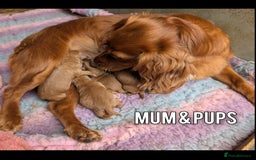 Cockapoo dogs for sale: 3 x Beautiful Red Cockerpoo Pups For Sale - Image 12