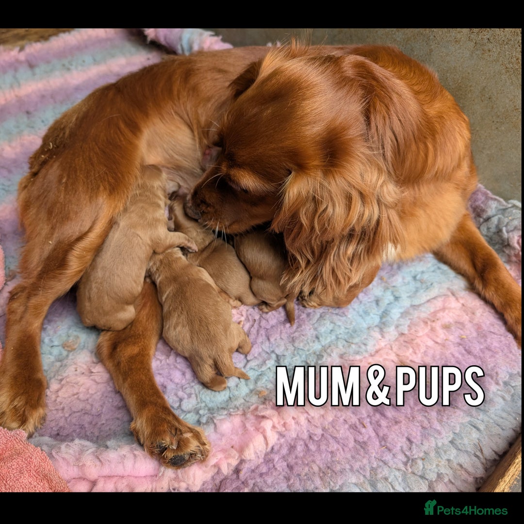 Cockapoo dogs for sale: 3 x Beautiful Red Cockerpoo Pups For Sale - Image 12